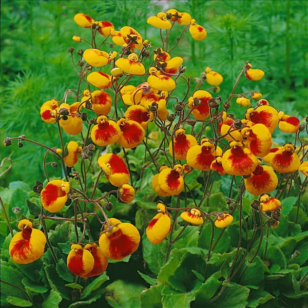 CALCEOLARIA BIFLORA GOLDCAP