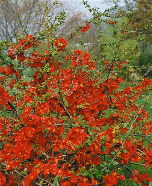 Chaenomeles japonica