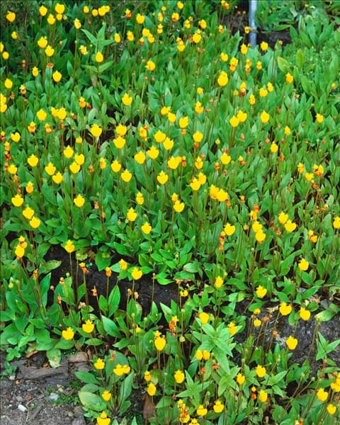 CALCEOLARIA POLYRRHIZA