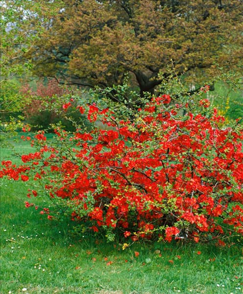 Chaenomeles japonica