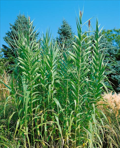 Arundo donax