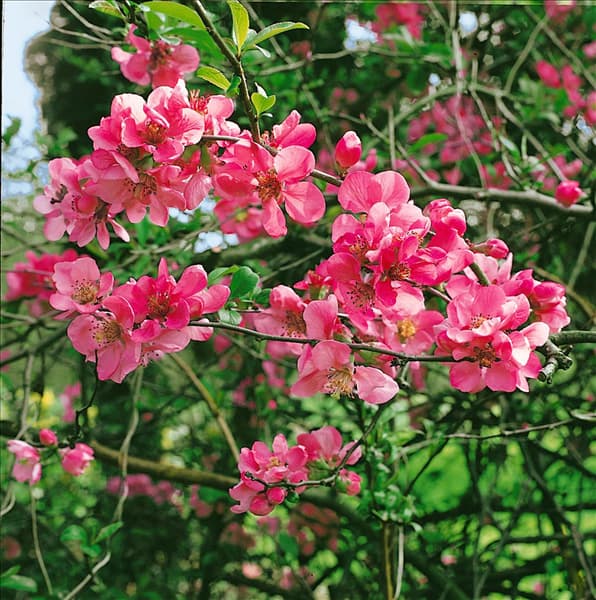 Chaenomeles japonica