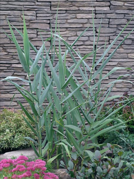 Arundo donax