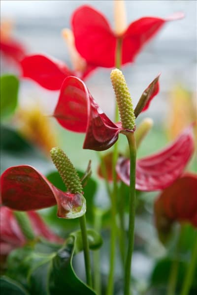 Anthurium andreanum