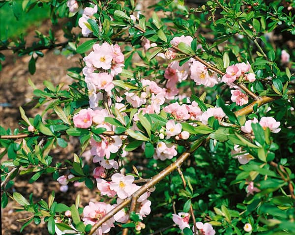 Chaenomeles japonica Flocon Rose