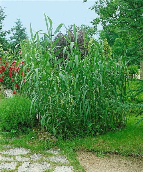 Arundo donax
