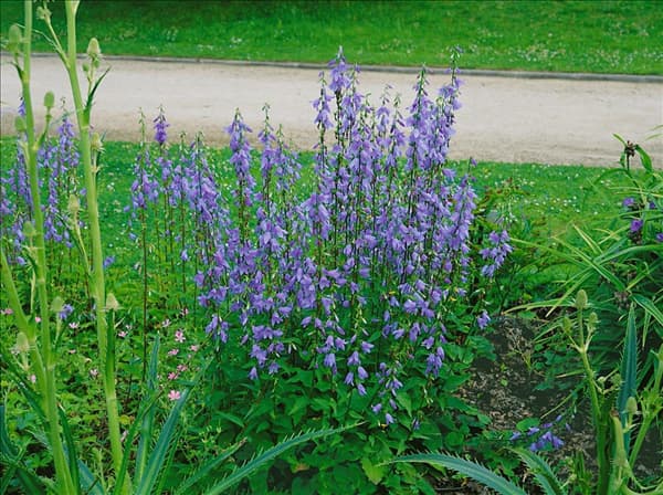 Adenophora liliifolia
