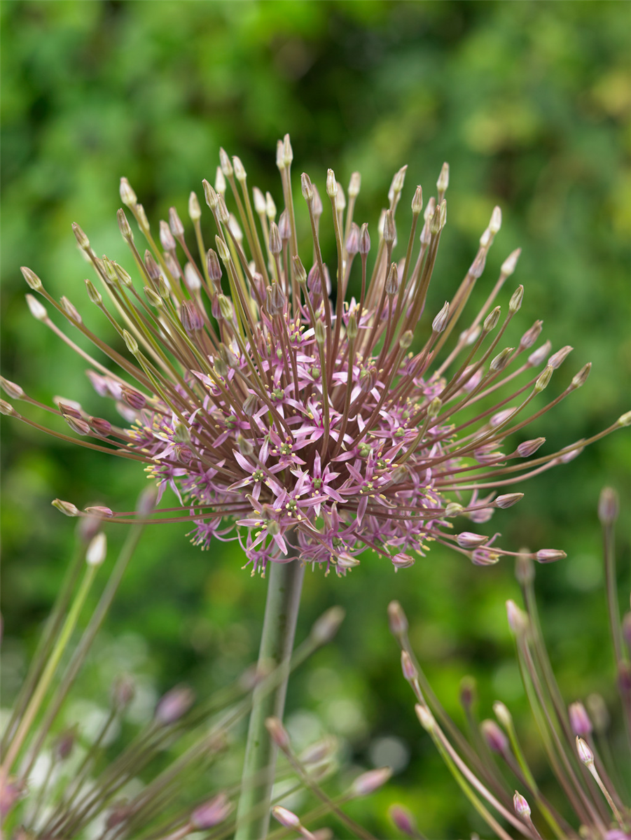 Allium schubertii