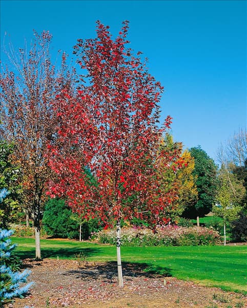 Acer x freemanii Jeffersred AUTUMN BLAZE