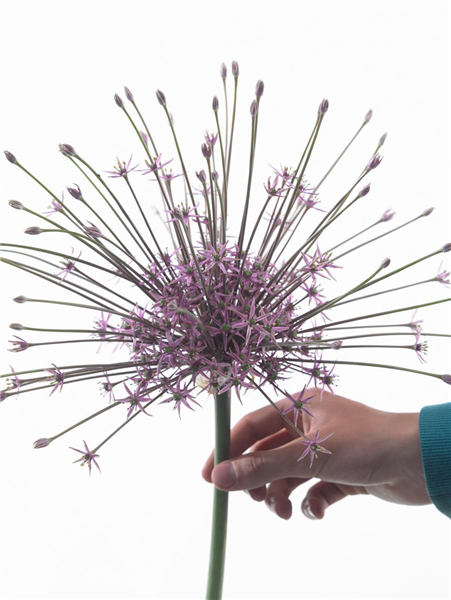 Allium schubertii