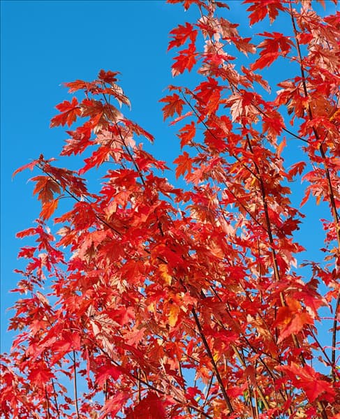 Acer x freemanii Jeffersred AUTUMN BLAZE