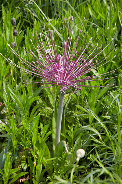 Allium schubertii
