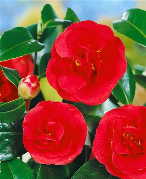 CAMELLIA japonica Lady Campbell