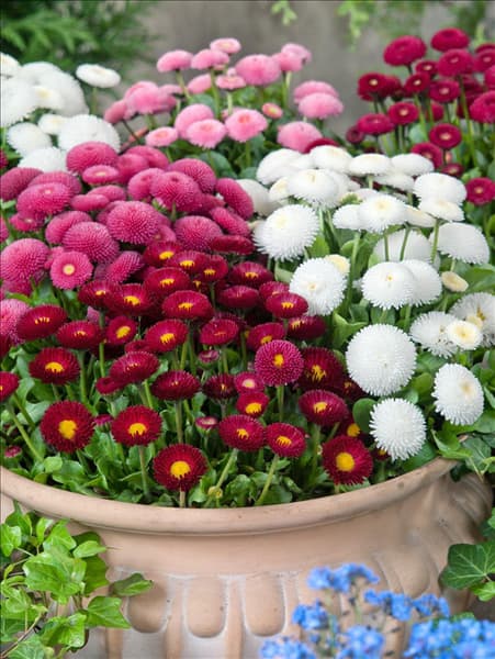 Bellis perennis Tasso Mischung