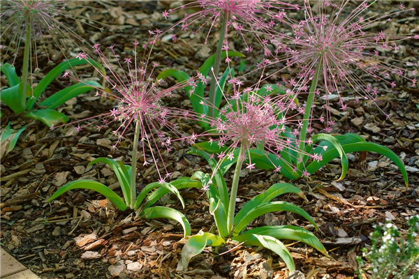 Allium schubertii