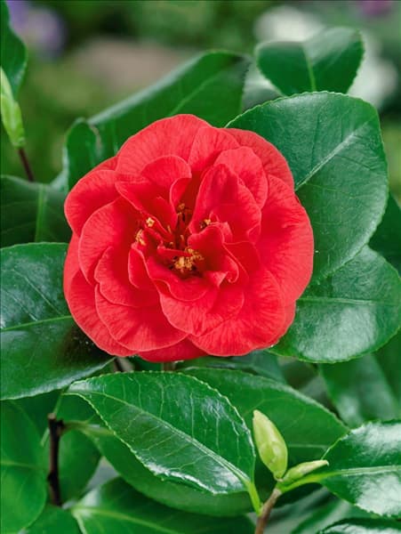 Camellia japonia Lady Campbell