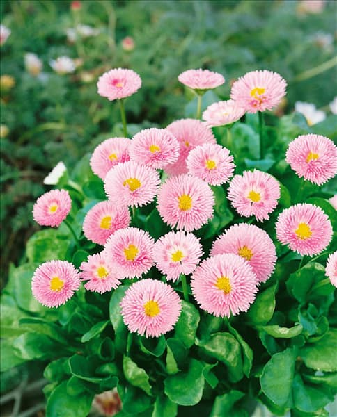 Bellis perennis Tasso Pink