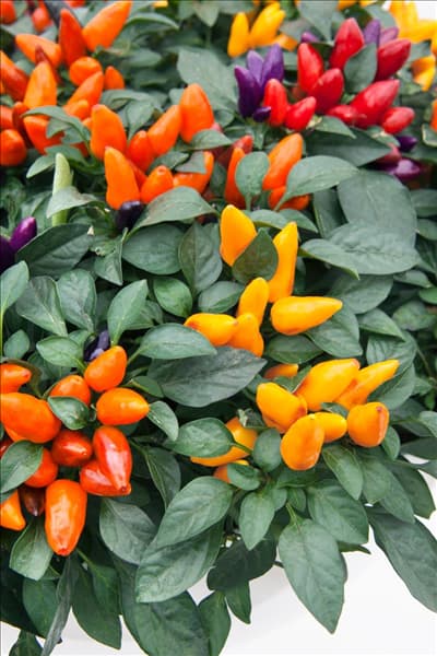 Capsicum annuum Zamora
