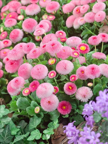 Bellis perennis Tasso Erdbeersahne