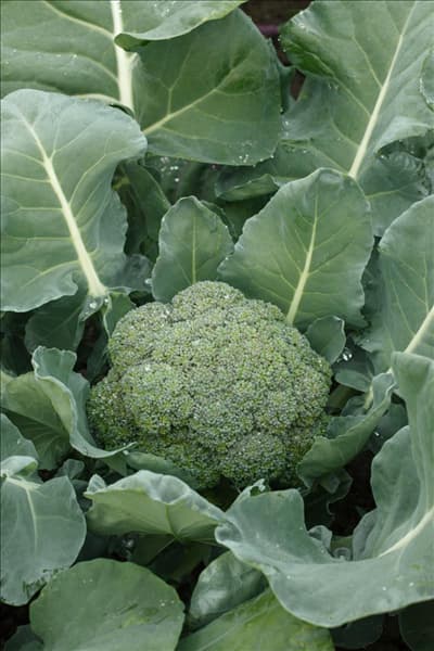 Brassica oleracea var. italica 0134