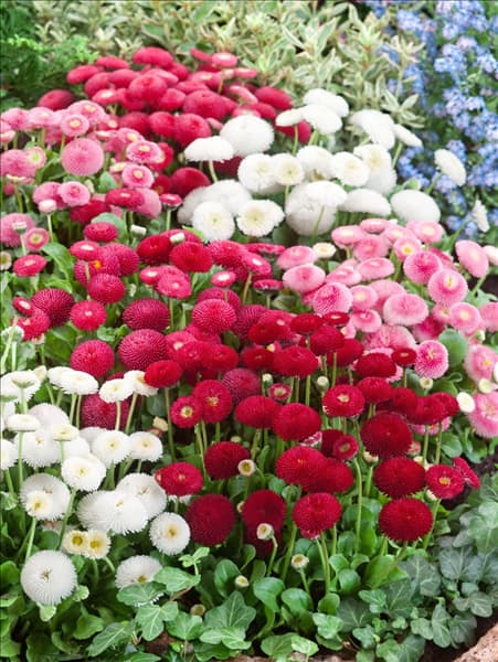 Bellis perennis Tasso Mischung