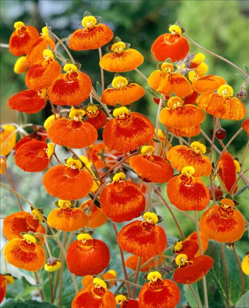 Calceolaria Sunset Orange Bicolour