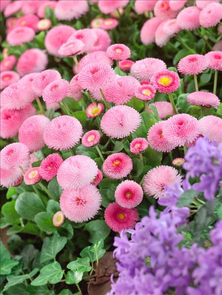 Bellis perennis Tasso Erdbeersahne