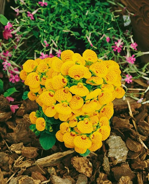 Calceolaria Cinderella Yellow