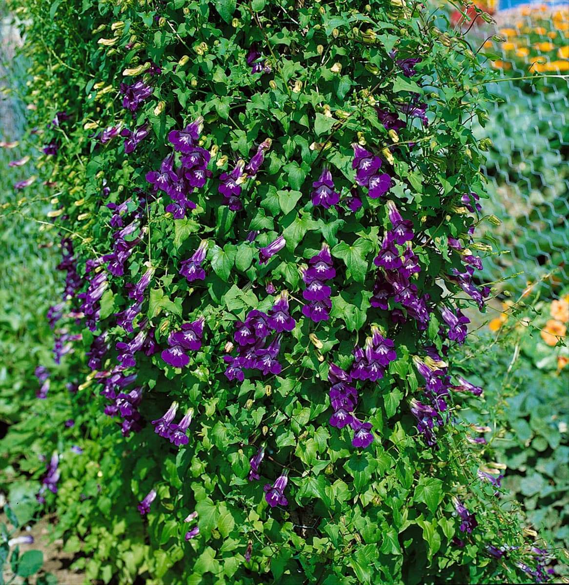 Maurandya scandens Joan Loraine