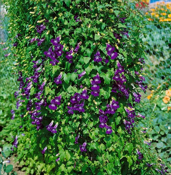 Maurandya scandens Joan Loraine