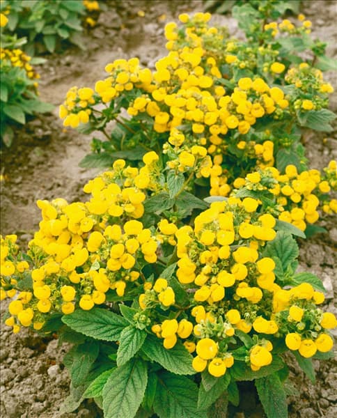 CALCEOLARIA