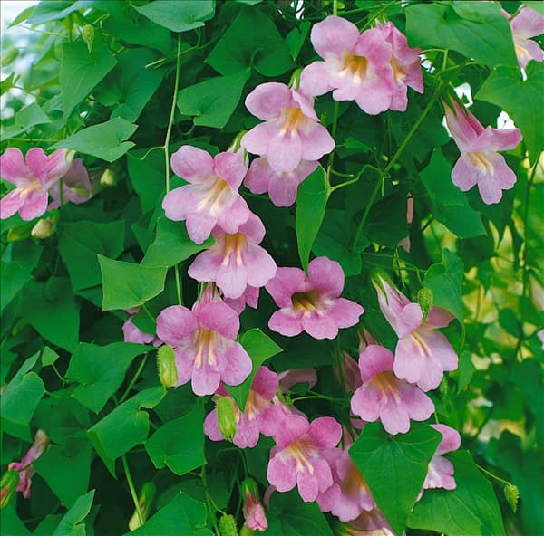 Maurandya scandens