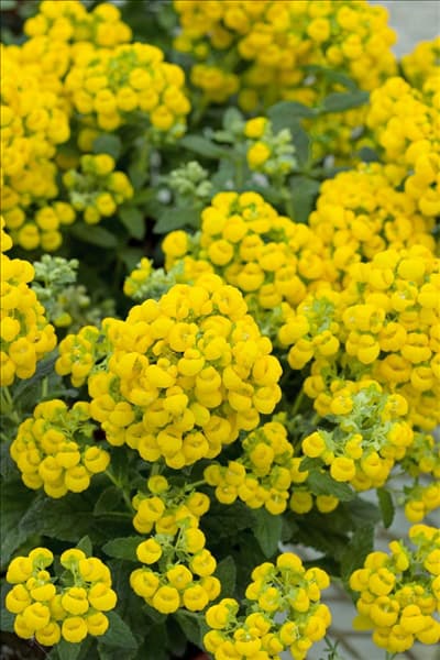 Calceolaria Golden Mystery