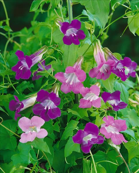 Maurandya scandens Blue Heaven