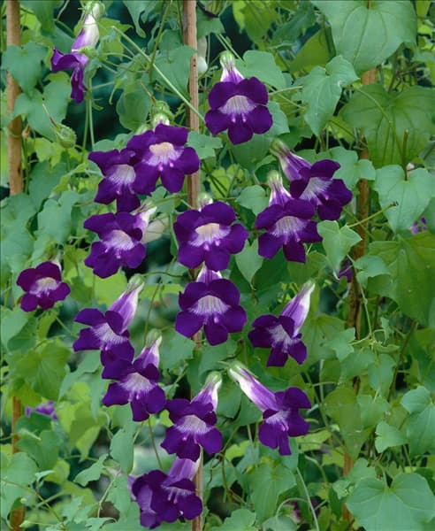 Maurandya scandens Joan Loraine