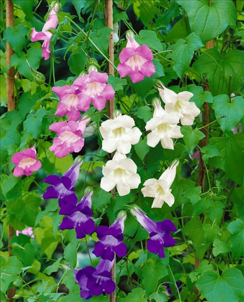 Maurandya scandens mixed