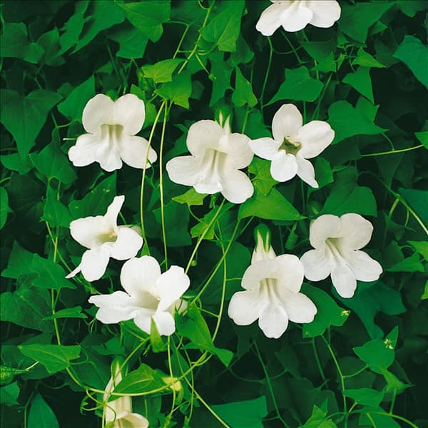 Maurandya scandens Snowwhite