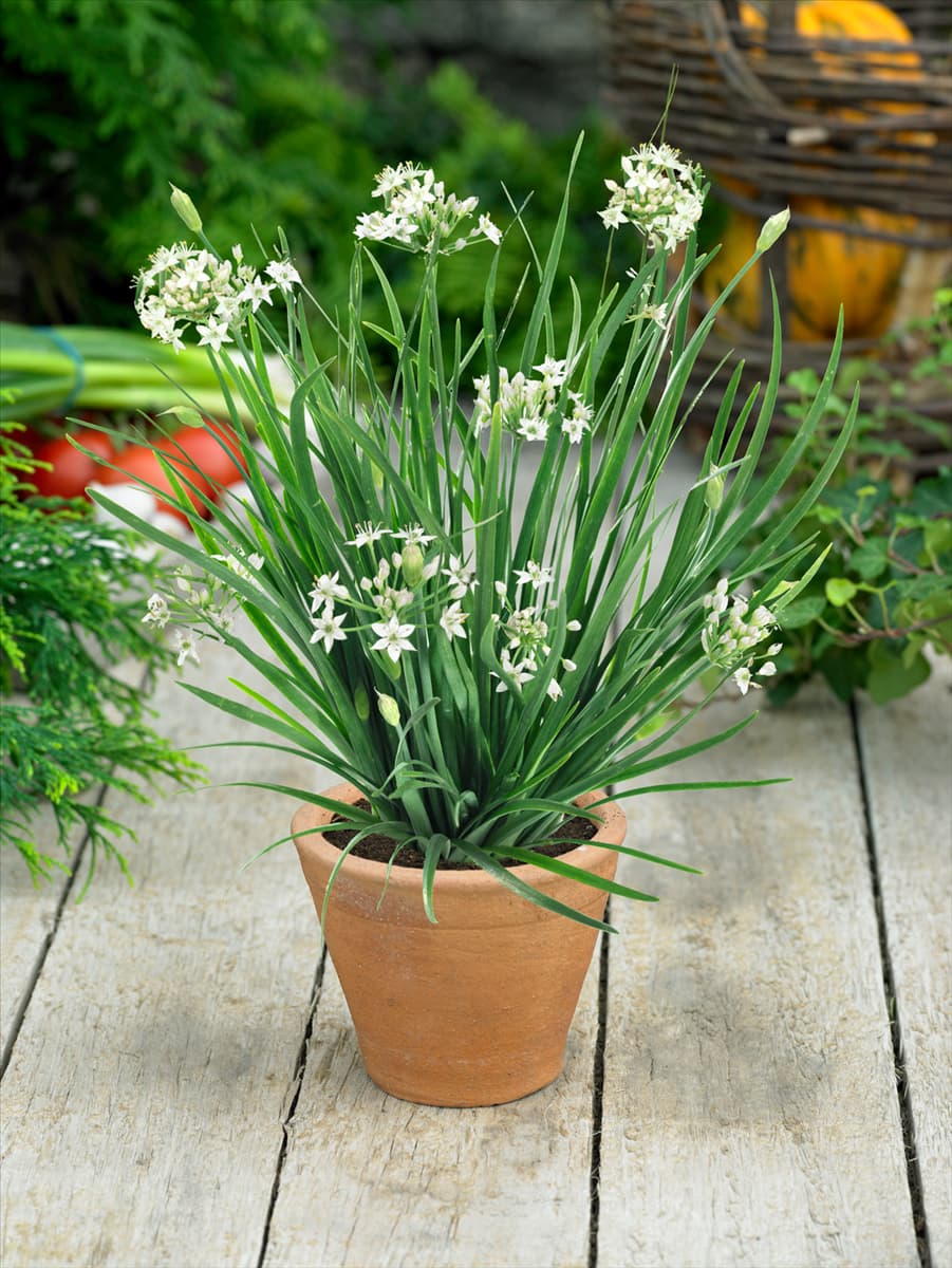 Allium tuberosum