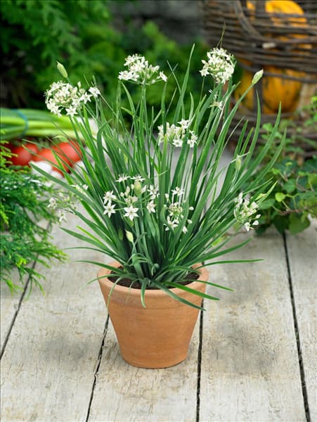 Allium tuberosum