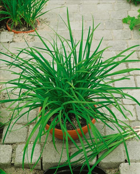 Allium tuberosum