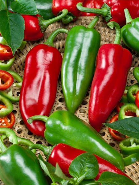Capsicum annuum Orias