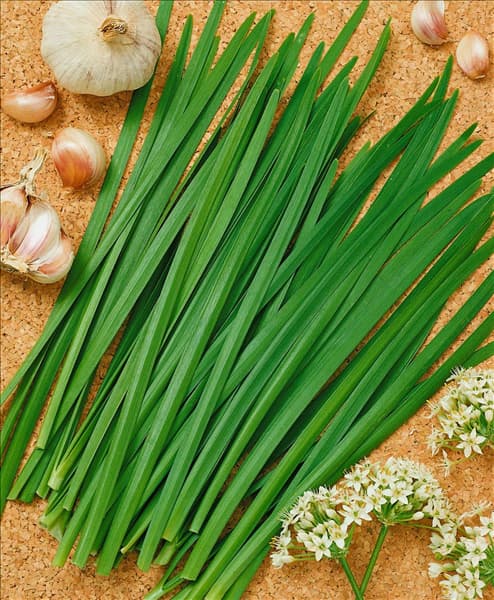 Allium tuberosum