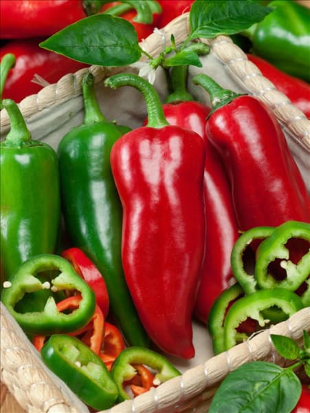 Capsicum annuum Orias