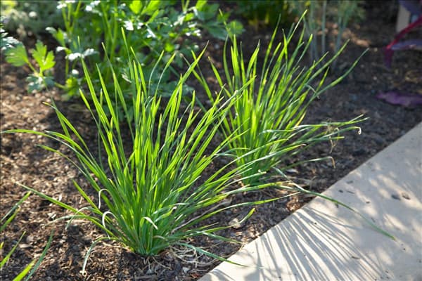 Allium tuberosum