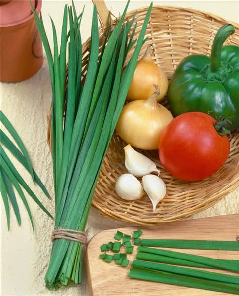 Allium tuberosum