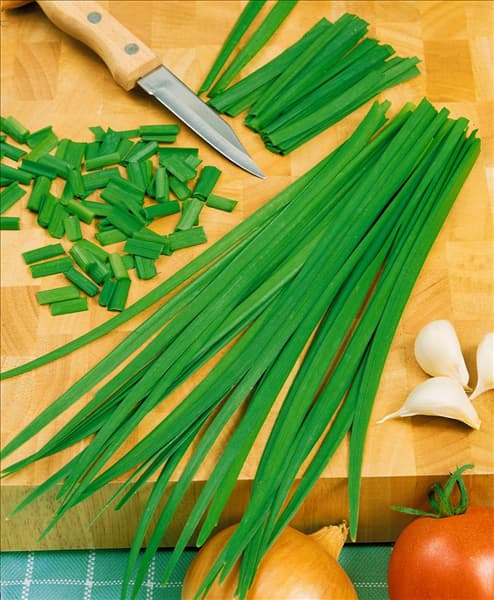 Allium tuberosum