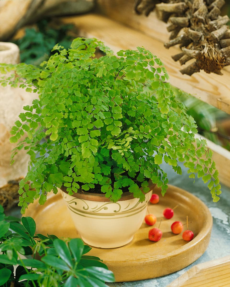Adiantum raddianum Fragrans