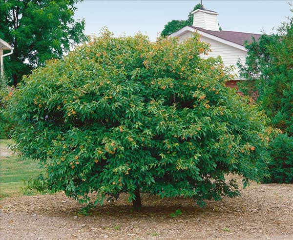Acer tataricum ssp. ginnala