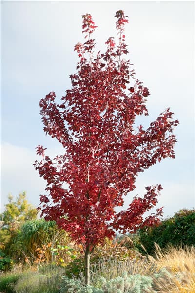 Acer tataricum subsp. ginnala im Herbst