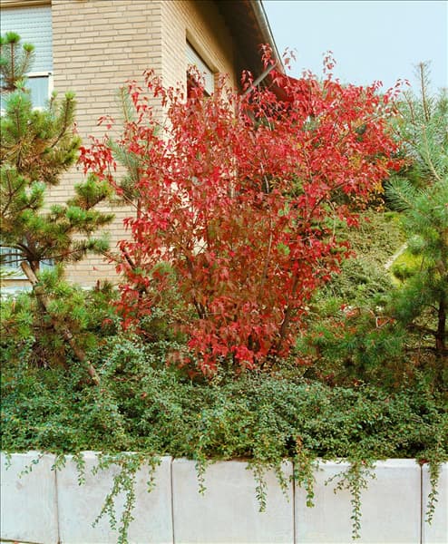 Acer tataricum subsp. ginnala